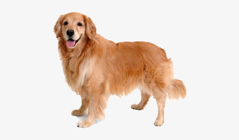 El Golden Es Una Raza Cariñosa Y Tolerante Con Los - Animals Pictures And Name, transparent png #712169