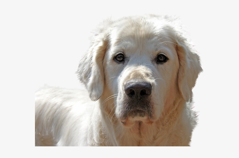 Golden Retriever, Isolated, Dog, Pet - Golden Retriever, transparent png #712246