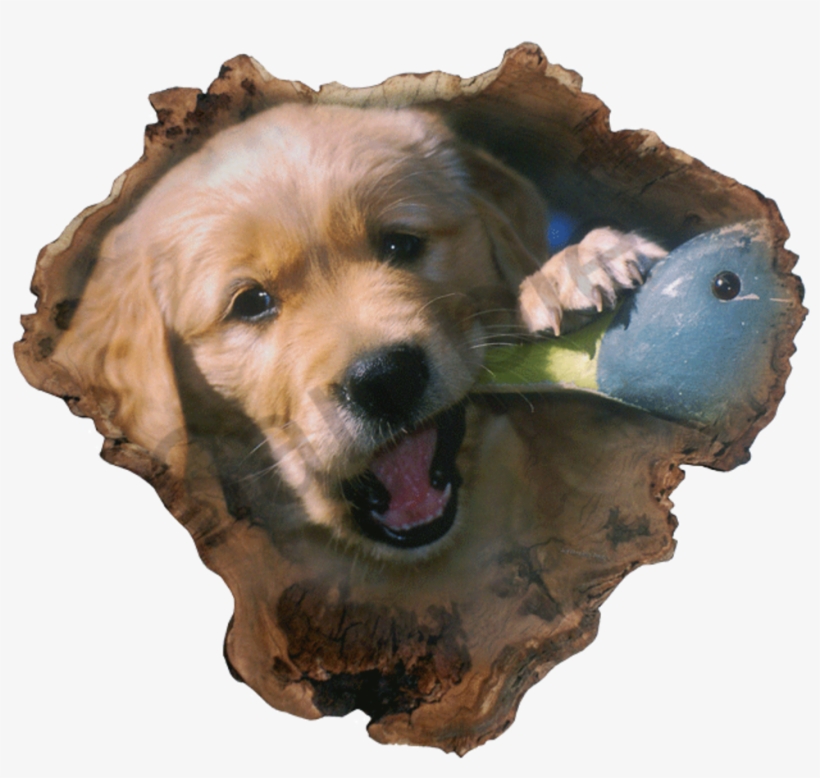 "chew Toy" - Cocker Spaniel, transparent png #712345