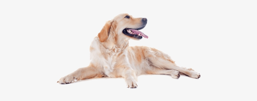 Golden Retriever Happy Dog Nail Art Decals - Happy Dog Png, transparent png #712493