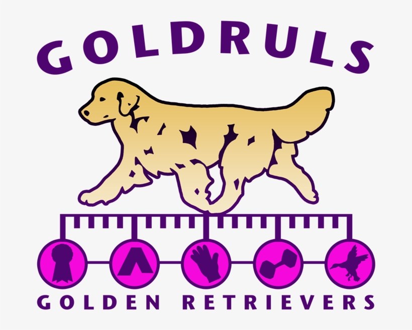 Golden Retriever, transparent png #712803