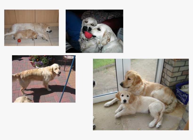 Golden Retriever, transparent png #713065