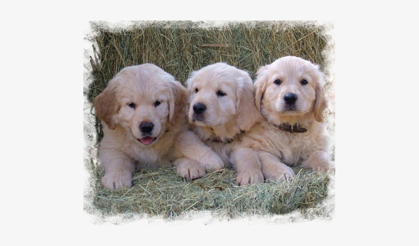 Golden Retriever, transparent png #713090