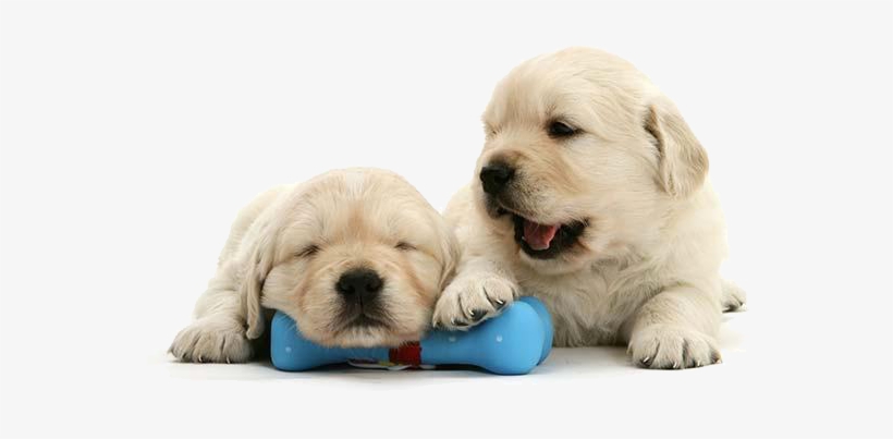 5 Weeks Golden Retriever, transparent png #713141