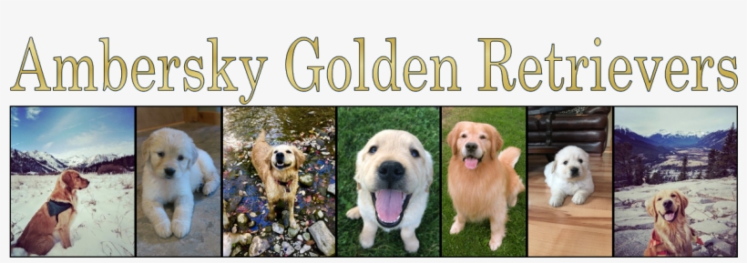 Amber Sky Golden Retrievers - New York City, transparent png #713229