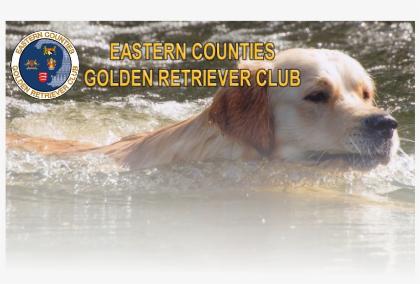 2015 Eastern Counties Golden Retriever Club - Home, transparent png #713250
