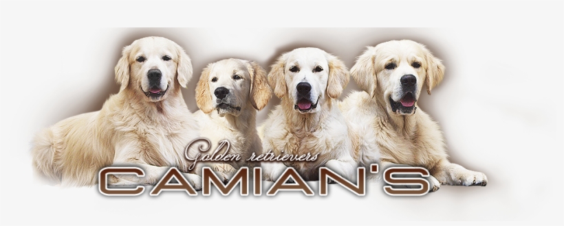 Golden Retriever - Camian's - Labrador Retriever, transparent png #713625