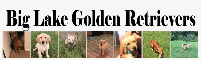 Big Lake Golden Retrievers - Laptop, transparent png #713669