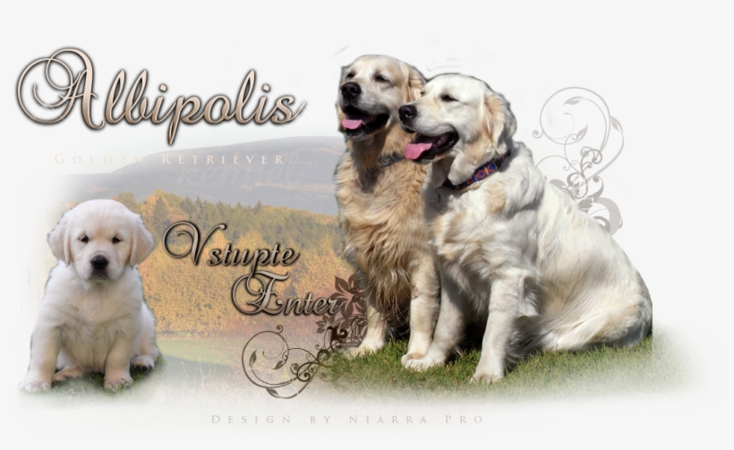 Golden Retriever Kennel - Golden Retriever, transparent png #713808