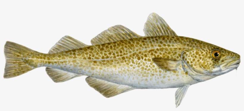 W=500&h=500 - Atlantic Cod, transparent png #713964