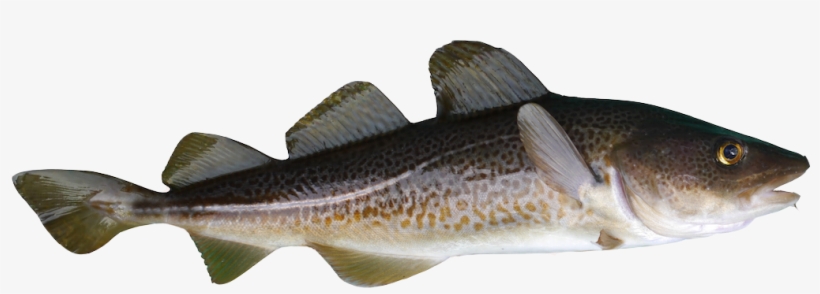 Baltic Cod - Atlantic Cod, transparent png #714137