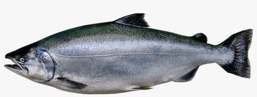 Kingsalmon - King Salmon, transparent png #715096
