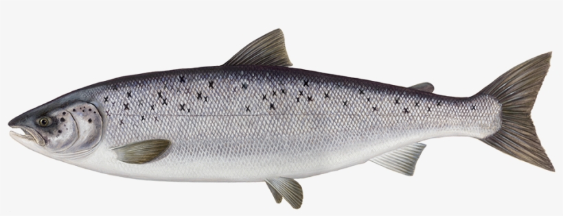 Salmon Png Transparent Vector Freeuse - Atlantic Salmon No Background, transparent png #715100