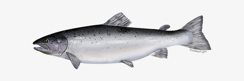 Atlantic Salmon - Salmon Atlantic, transparent png #715249
