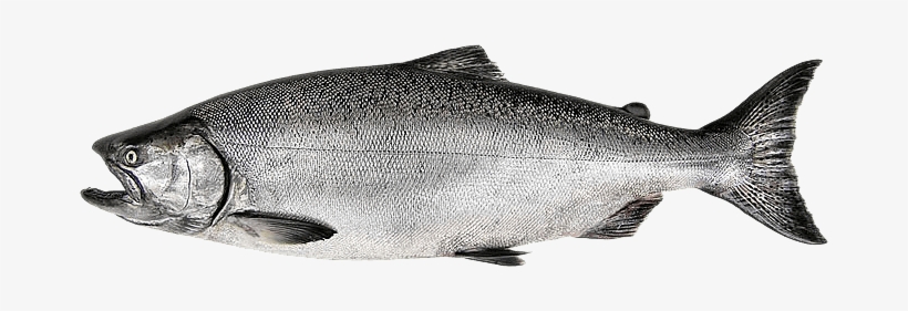 Wild Salmon Png - Chinook Salmon Fish, transparent png #715288