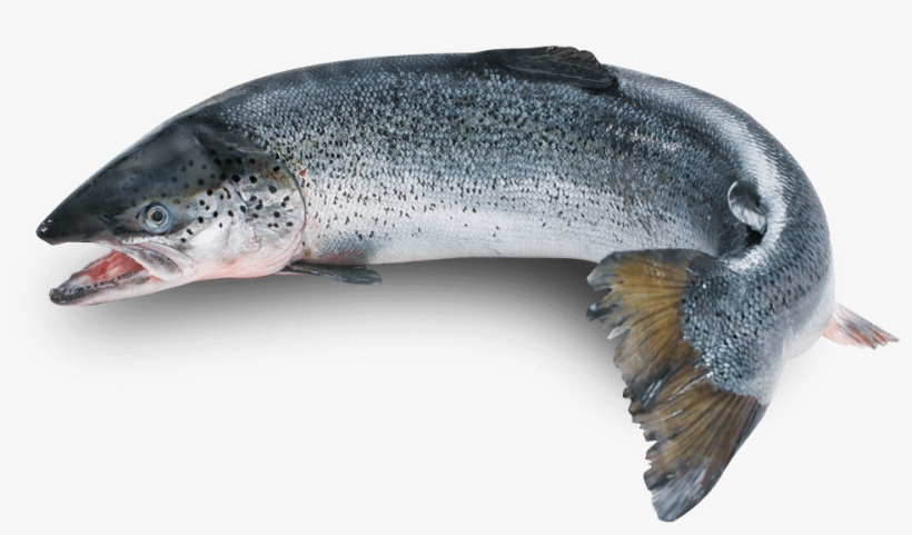 Whole Fresh Sushi Grade Graphic Royalty Free Stock - Premium Wild Alaskan Salmon Oil For Dogs, transparent png #715309
