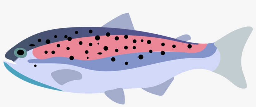 Rainbow Trout Fish Drawing - Vector Graphics, transparent png #715359