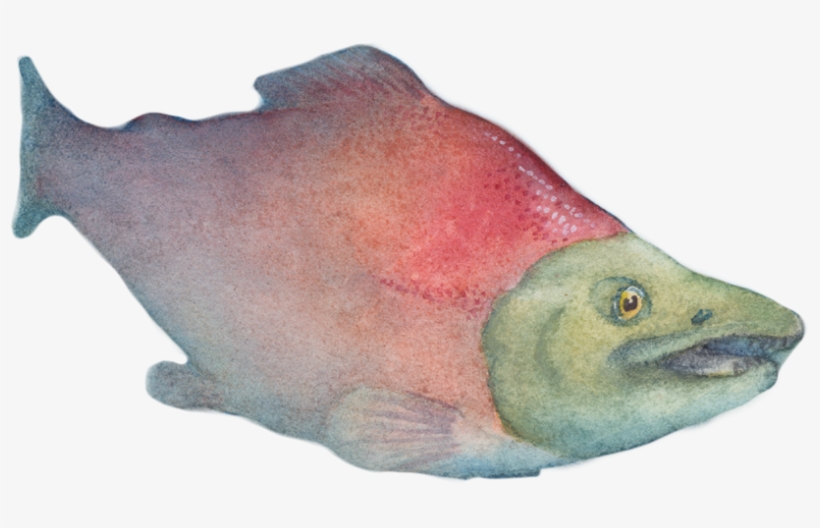 A Salmon Journey - The Journey, transparent png #715378