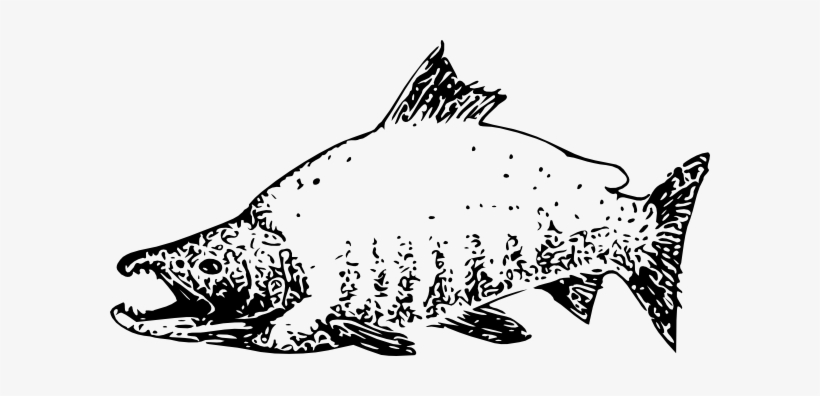Sockeye Salmon Clip Art At Clker - Sockeye Salmon Clip Art, transparent png #715381