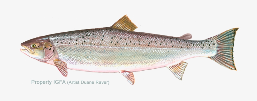 Graphic Black And White Download Atlantic Landlocked - Atlantic Salmon, transparent png #715403