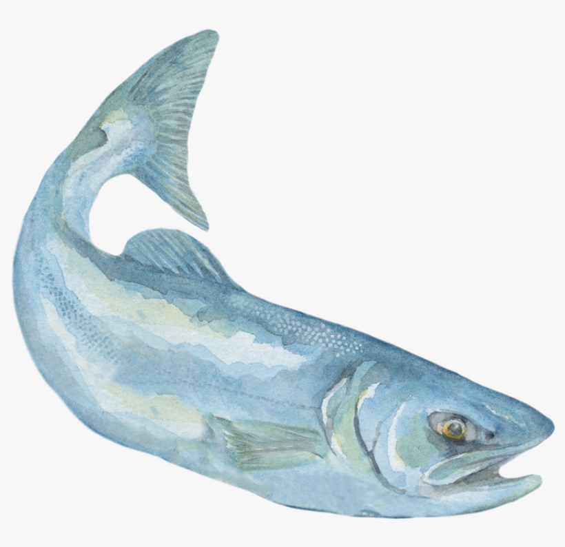 Before Long, I'm Too Big For The Shuswap Lake And Need - Billfish, transparent png #715471