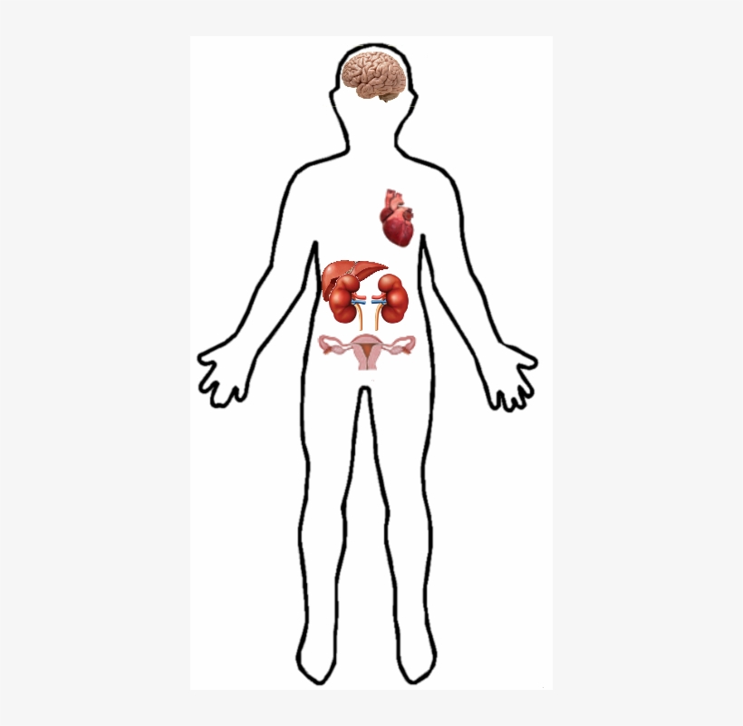 Ehd3 Location In Human Body - Person Shape Outline, transparent png #715630