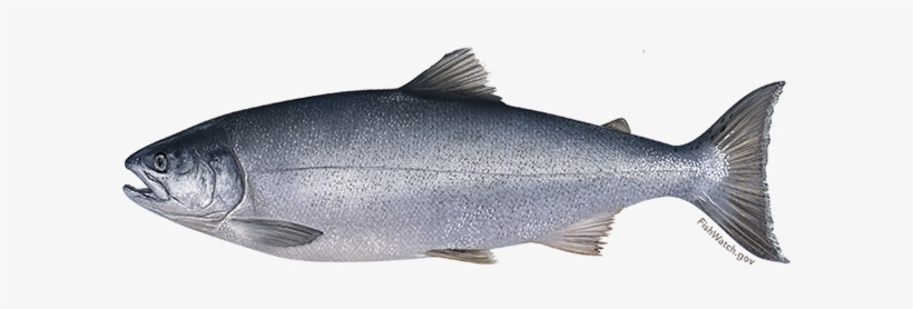 Coho Salmon - Protected - Coho Salmon, transparent png #715660