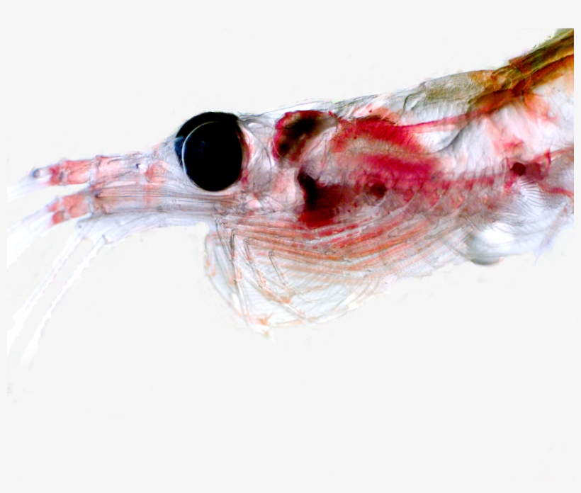 Hydrographic Parameters Major Influence On Krill - Krill, transparent png #715661