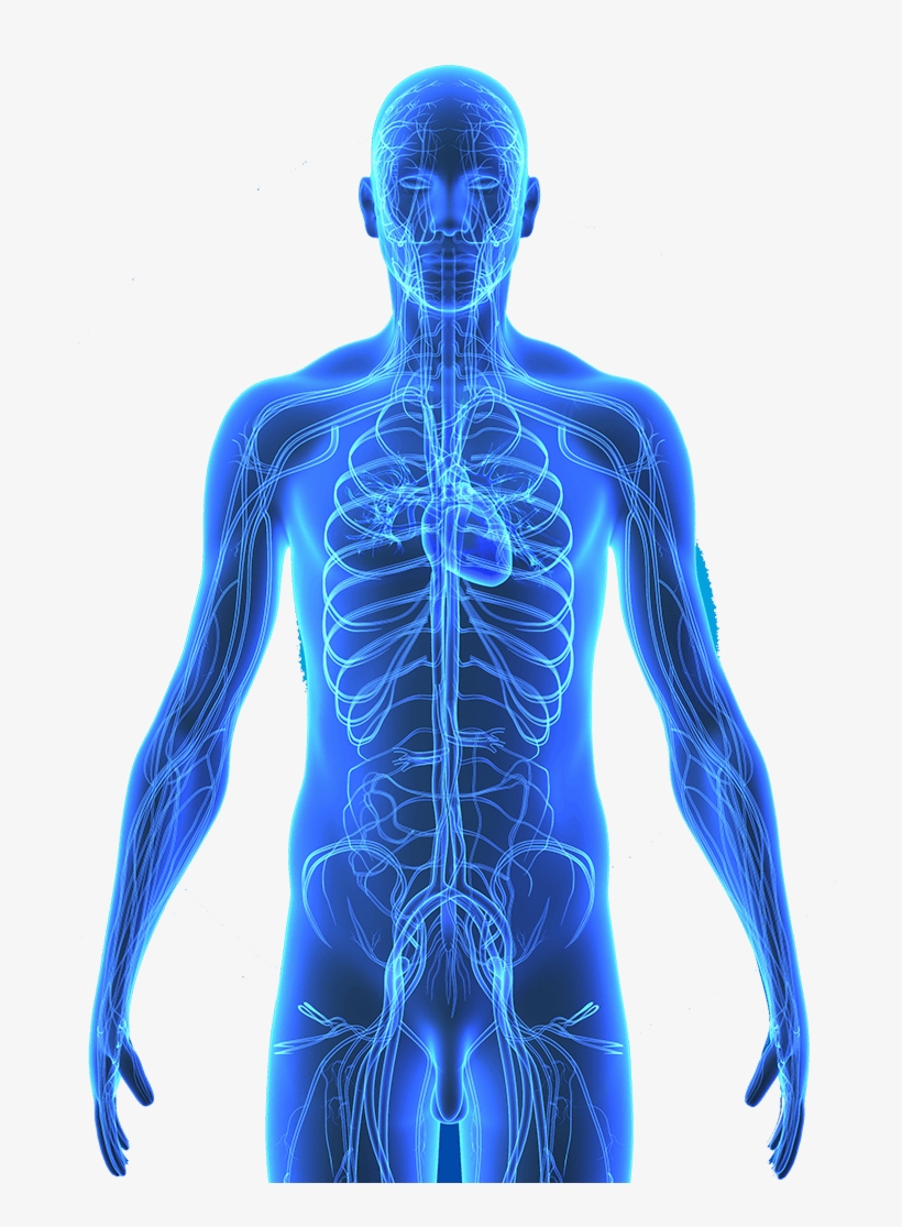 Human Body Png Png Royalty Free - Cuerpo Humano El Sistema Circulatorio Azul, transparent png #715662