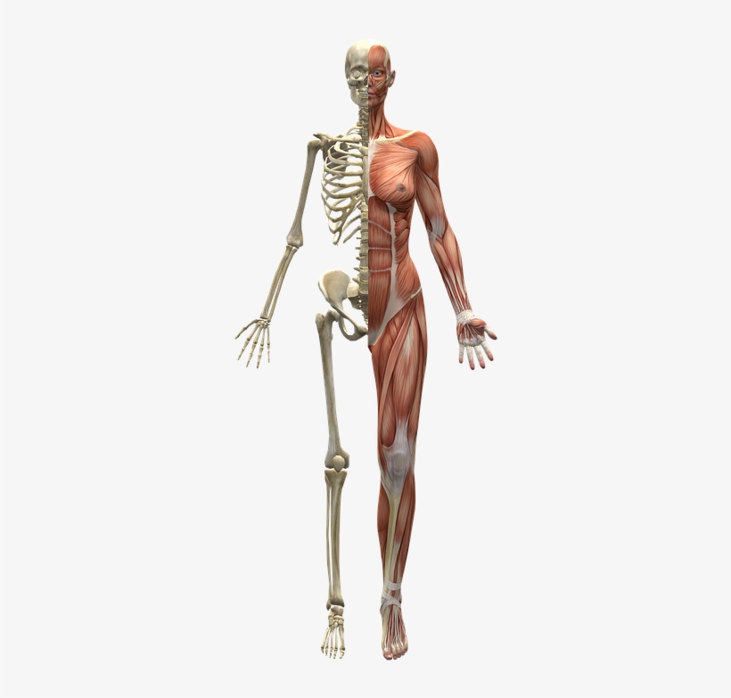 Human Body Png - Cuerpo Humano Mitad Esqueleto, transparent png #715796