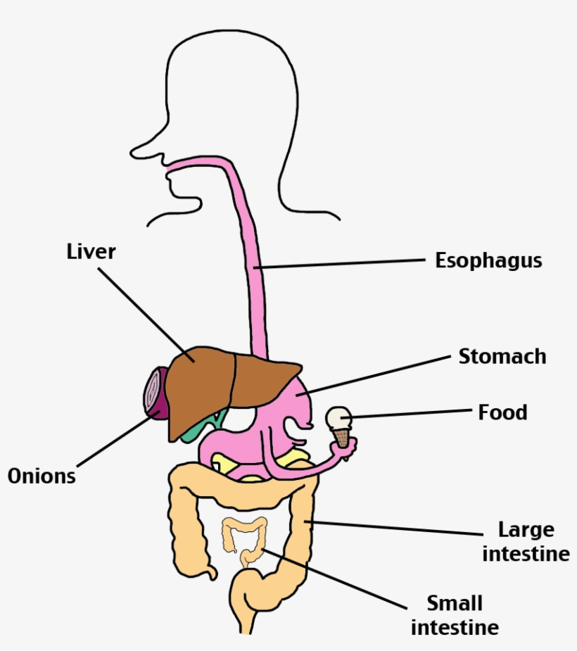 Digestive System - Human Digestive System Png, transparent png #715848