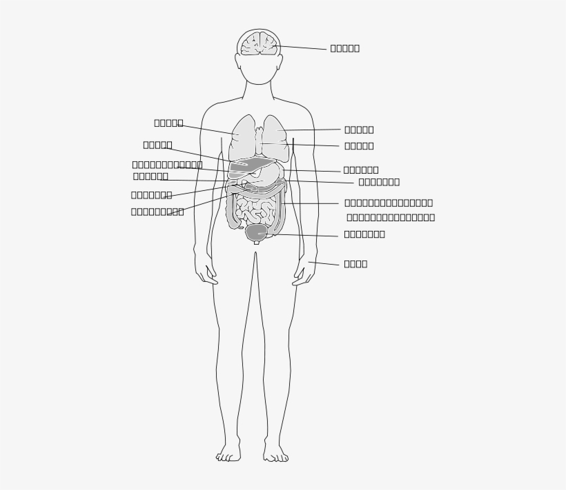 How To Set Use Human Body Organs Clipart, transparent png #715957