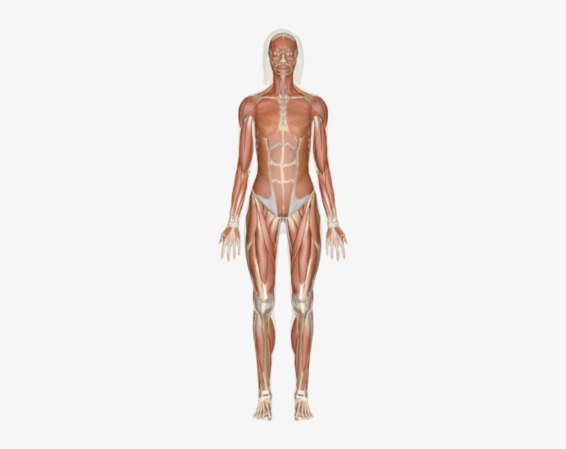 Human Body, transparent png #716140