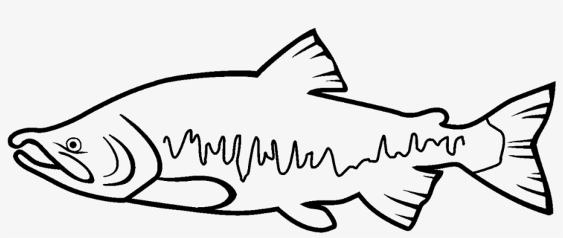 Return To Elwha - Washington State Fish Drawing, transparent png #716169