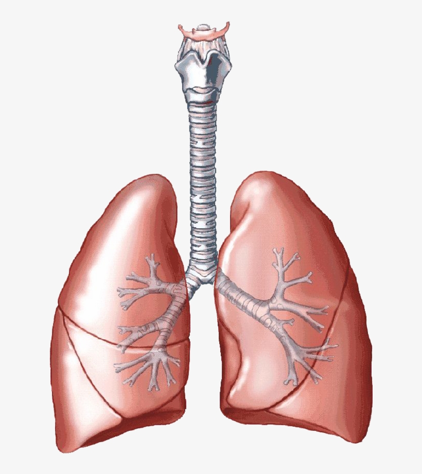 Lungs Png Clipart - Anatomy Respiratory System Label Practice, transparent png #716173