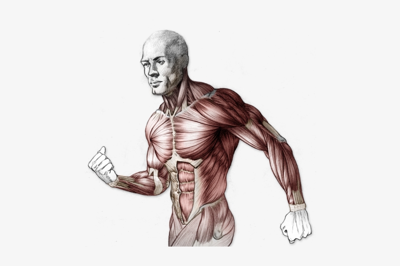 Png Freeuse Library Structure Drawing Human Body - Body Anatomy Drawing Proko, transparent png #716195