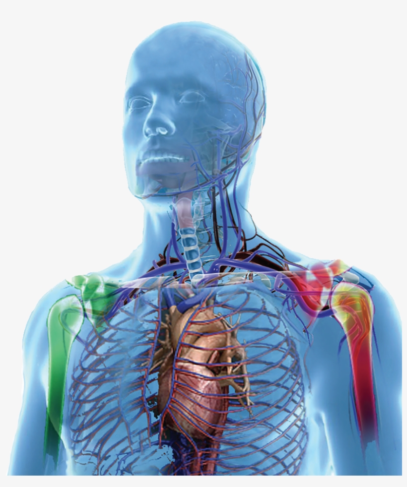Mesenflow Human Body - Day, transparent png #716355
