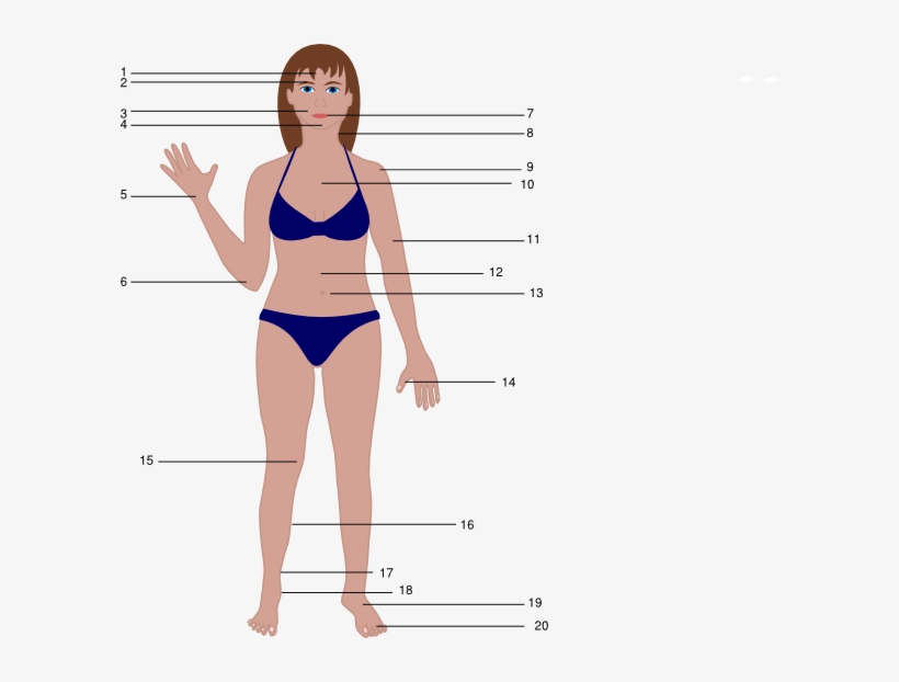 Clip Art Of Body, transparent png #716384