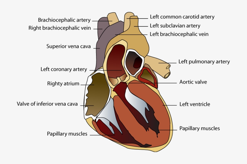 Index Of Pics Svg Free Library - Illustration, transparent png #716436
