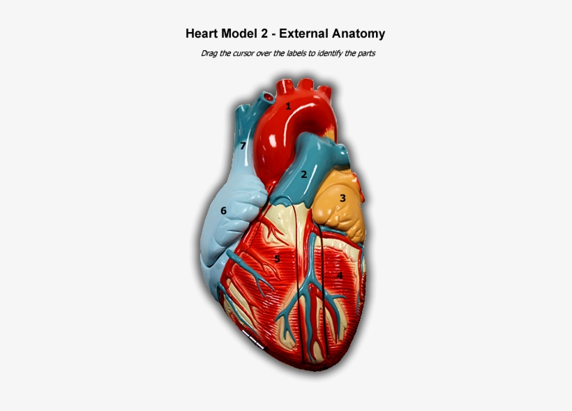 Heart 2 - External Anatomy - Human Anatomy Png Png, transparent png #716486