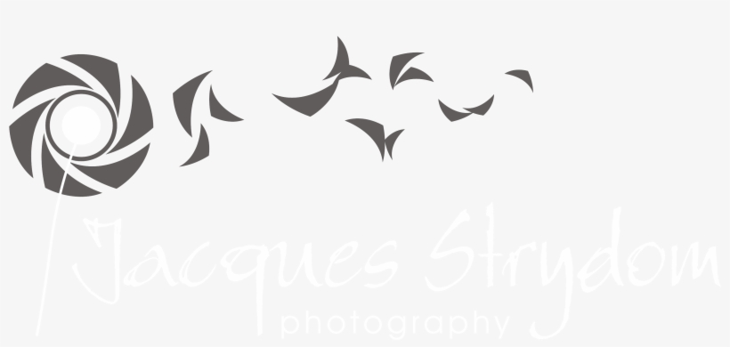 Png Logo Photography Library - Photography Logo Png Transparent, transparent png #716511