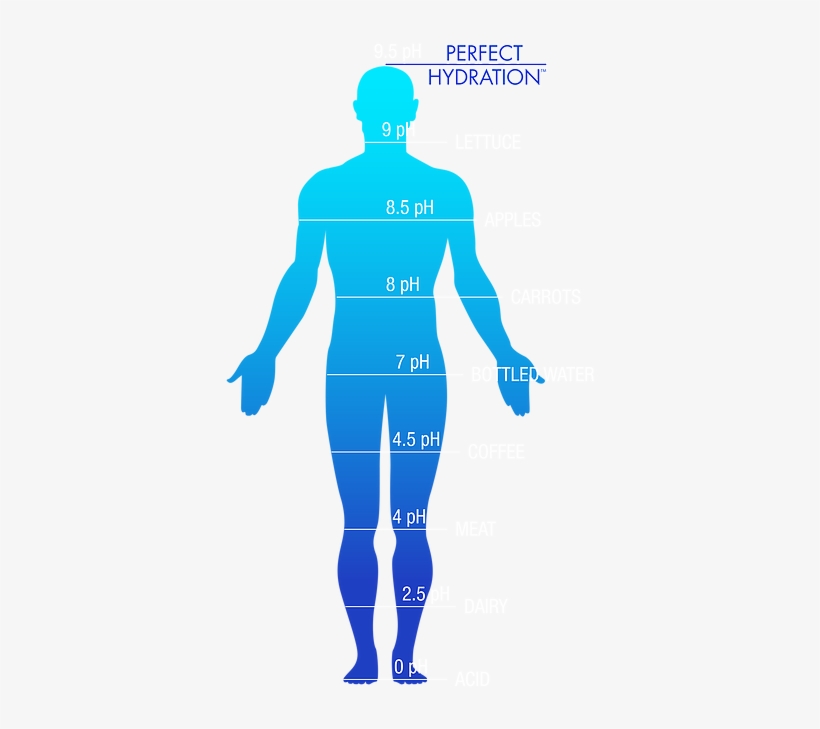 Drink Perfect Water - Water In Human Body Png, transparent png #716587