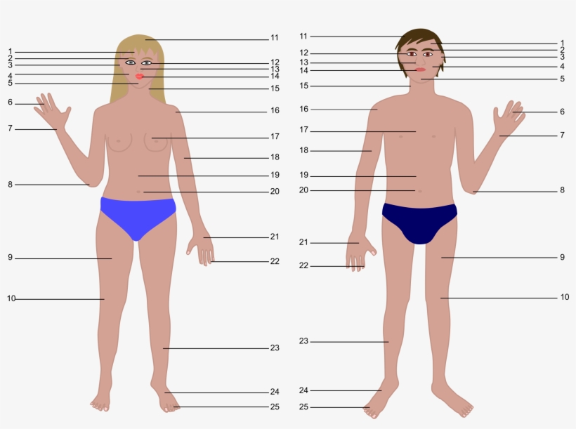 Big Image - Human Body Cartoon, transparent png #716701