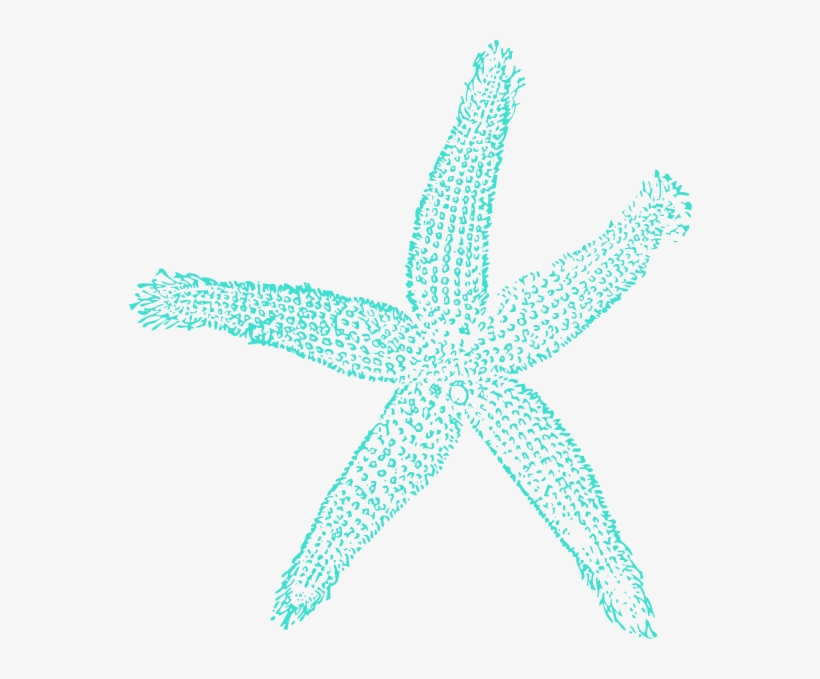 Png Source - Starfish Png, transparent png #716805