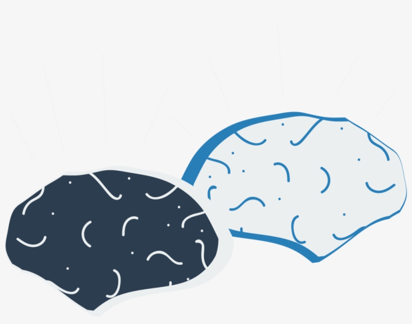 Brains - Illustration, transparent png #718899