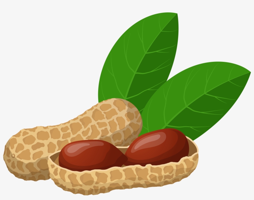 Peanuts Png Clip Art - Groundnut Clipart, transparent png #719986