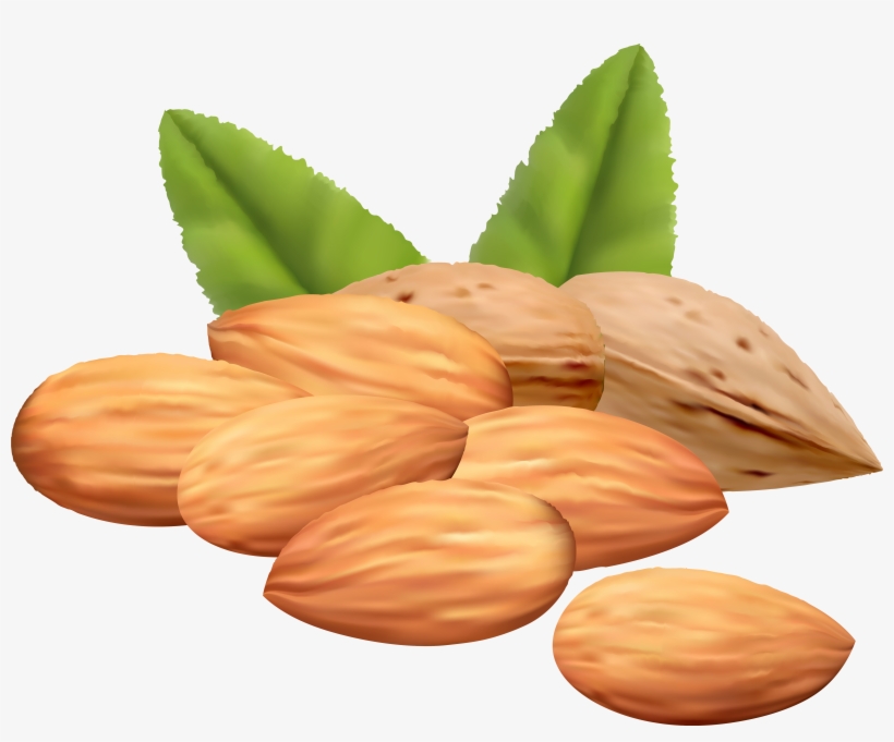Nut Clipart Cute Borders - Nuts Clipart, transparent png #719990