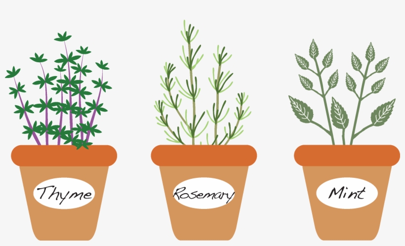 Three Culinary Herbs That Grow Well Here In The Low, transparent png #7100791