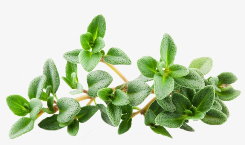 Thyme Png, transparent png #7100830