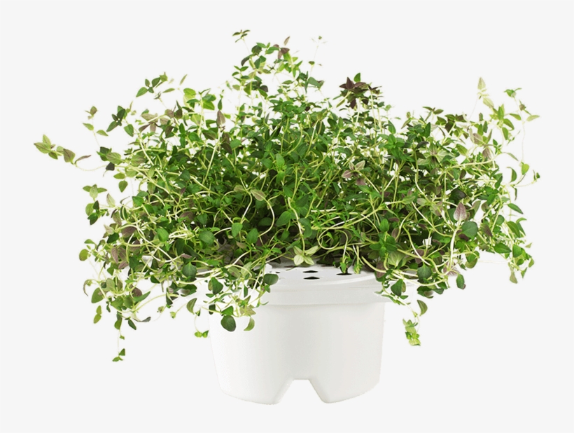 Thyme Plant Png, transparent png #7100931